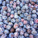 Kunjungi Restoran Dadar Beredar untuk Menikmati Makanan Autentik