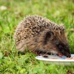 Kelezatan Dadar dan Cerita di Balik Restoran Dadar Beredar