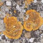 Dadar Daging Sapi Spesial: Makanan Khas Jakarta