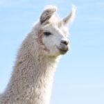 Menu Dadar Terpopuler di Jakarta