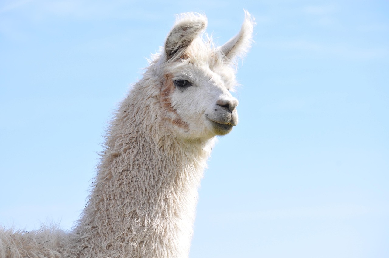 Wisata Kuliner Dadar: Menjelajah Jakarta dengan Rasa