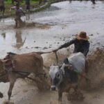 Menyusuri Ragam Menu Dadar di Jakarta
